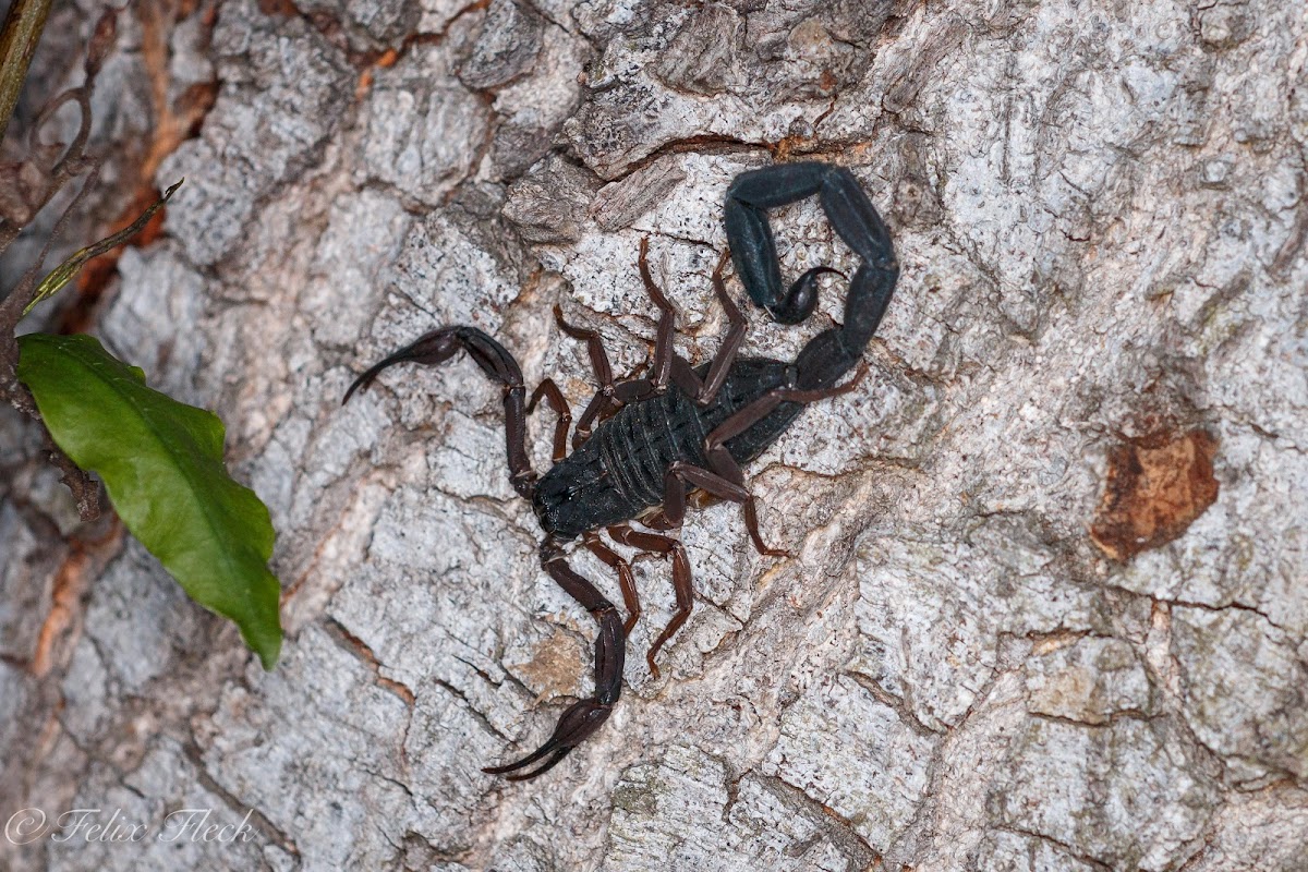 Slender Brown Scorpion