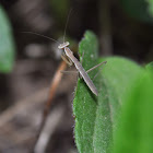 Praying Mantis Nymph