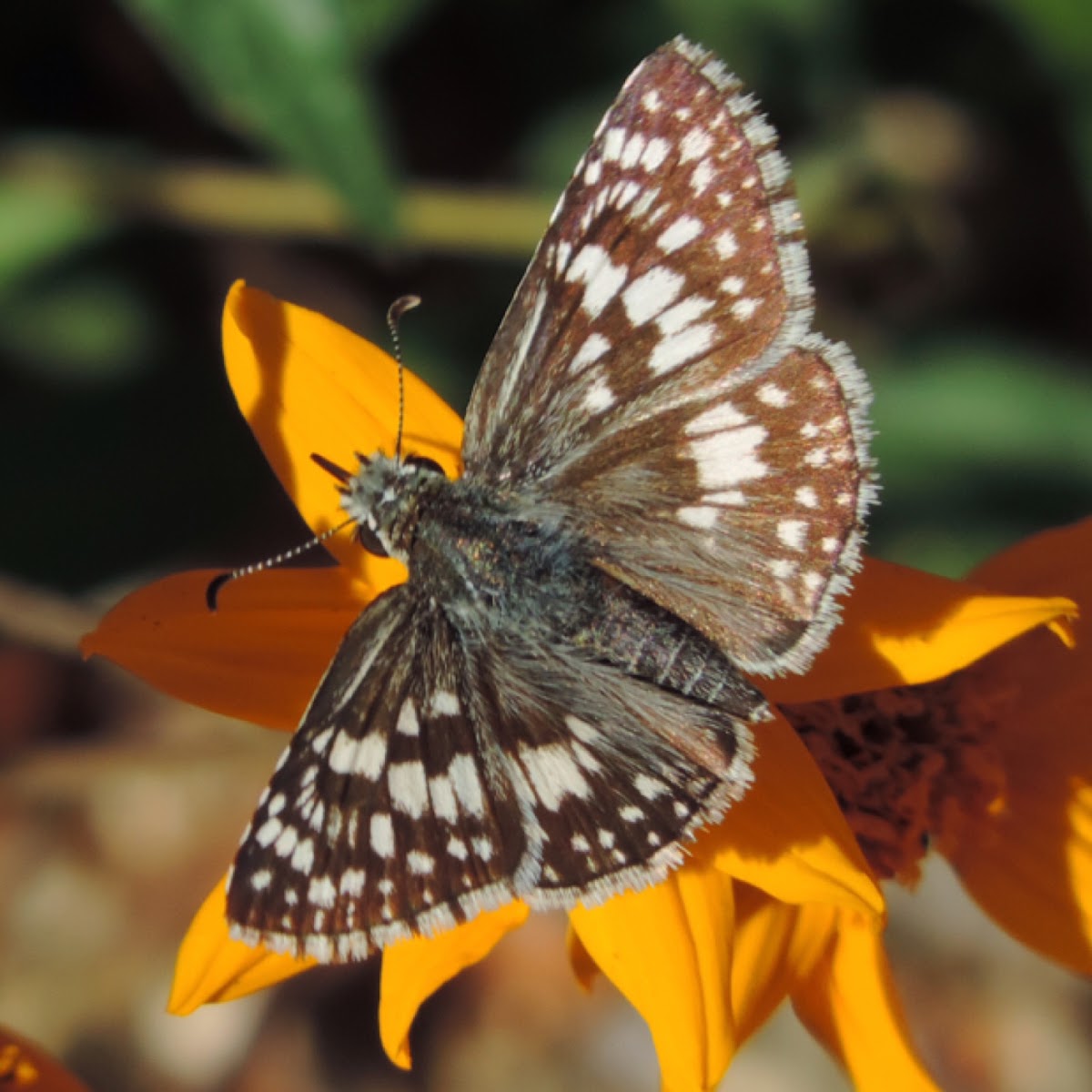 Common Checkered Skipper