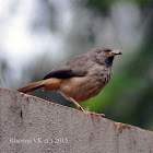 Jungle Babbler