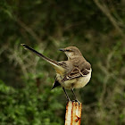 Northern Mockingbird