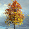 Autumn Maple Live Wallpaper icon