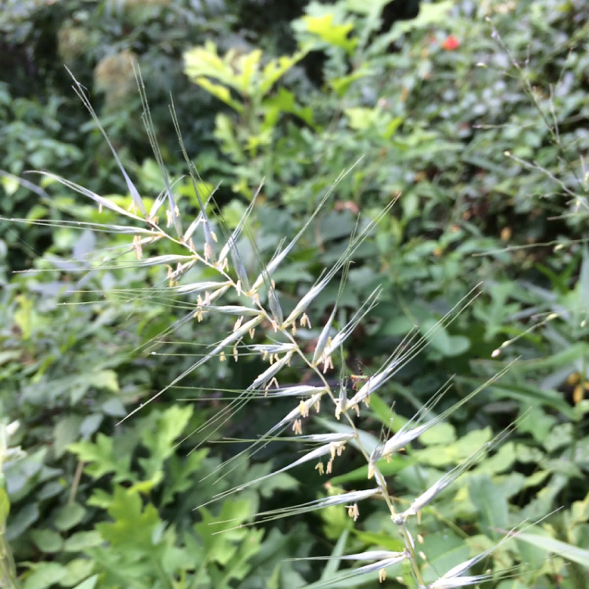 Bottlebrush Grass