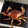 Dungeness crab