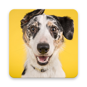 Download Dog Information App For PC Windows and Mac