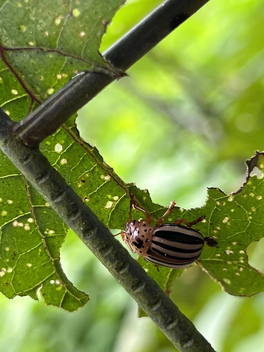 False Potato Beetle