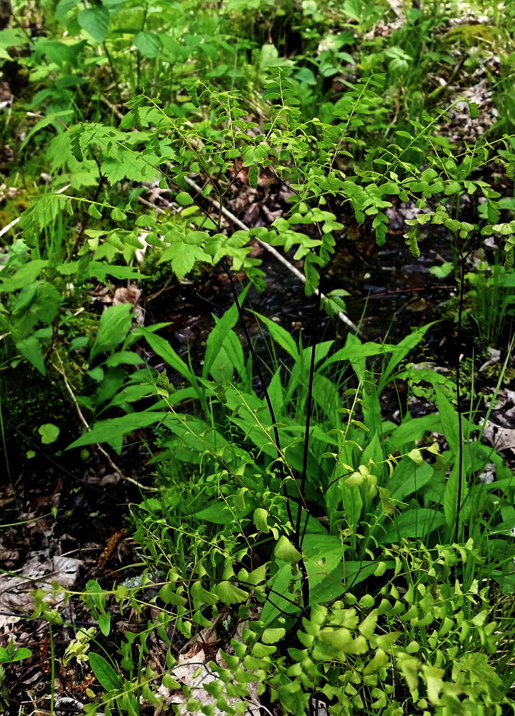 Maidenhair Fern