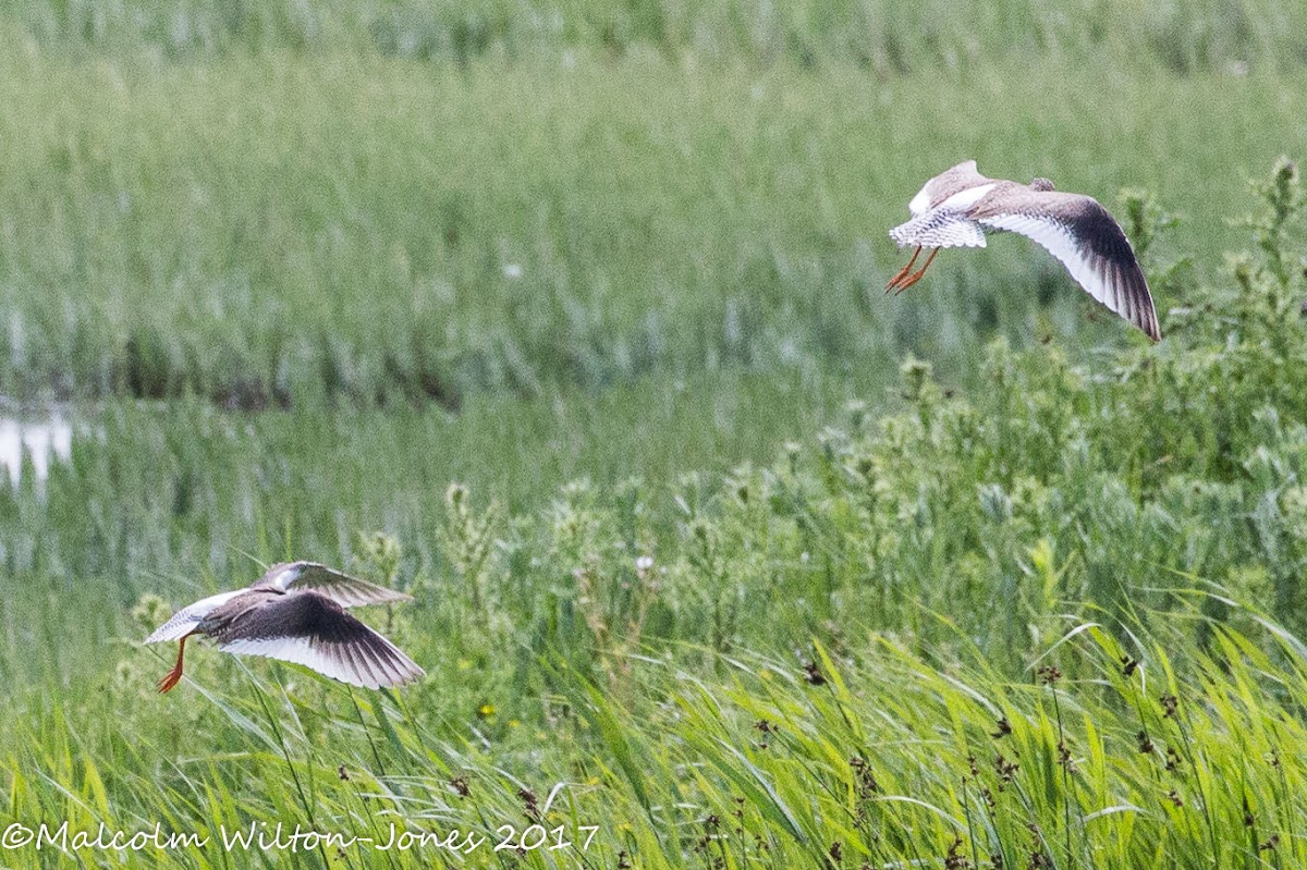 Redshank