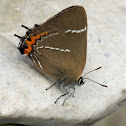 White-letter hairstreak