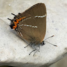 White-letter hairstreak