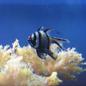 Banggai cardinalfish