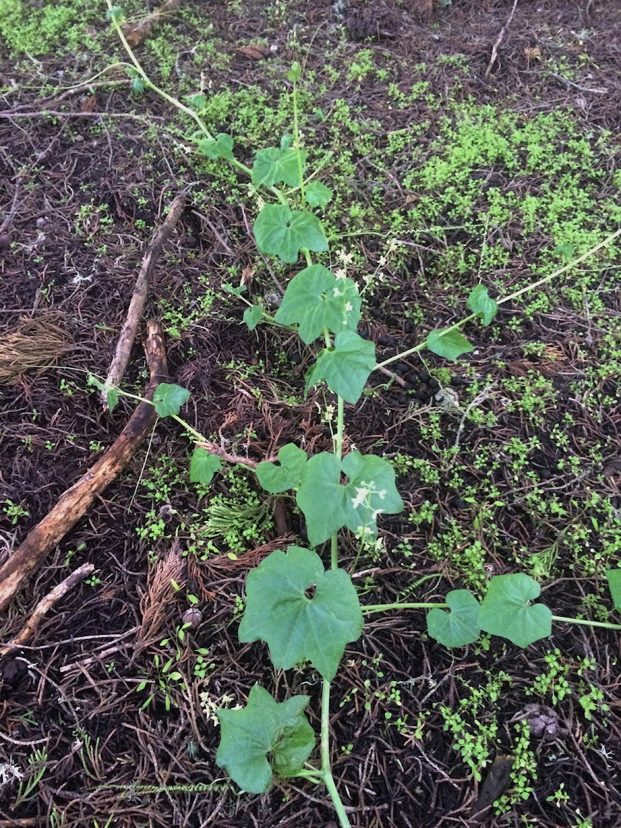 Wild Cucumber