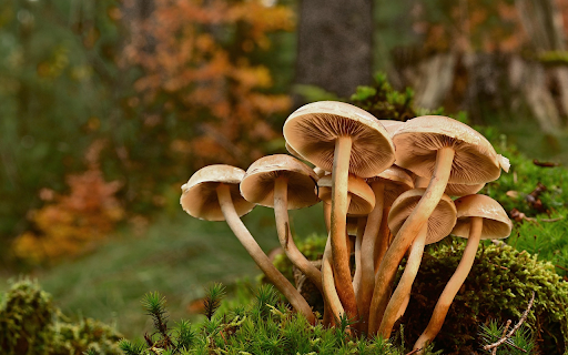 Forest Mushrooms Cluster Preview 1