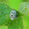 Figwort weevil