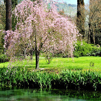 Fioriture di 