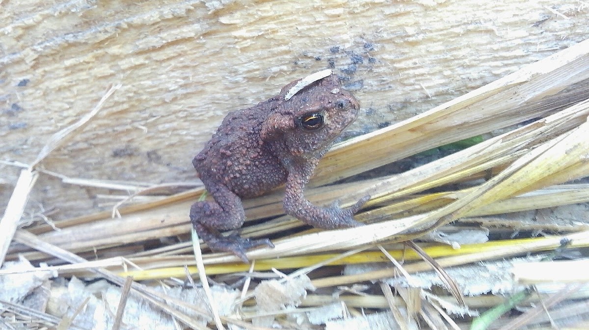 The common toad