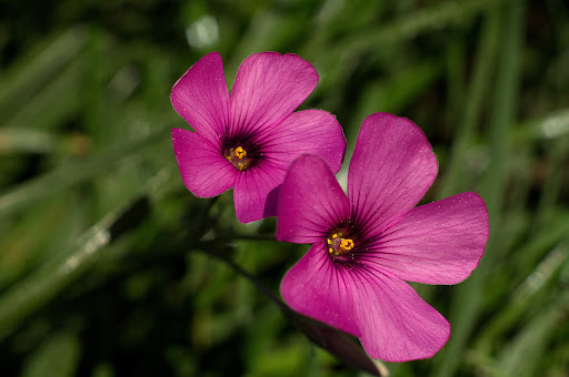 Oxalis articulata