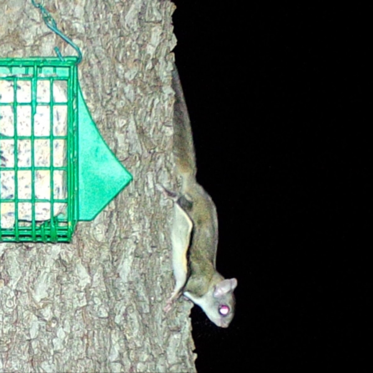 Southern flying squirrel