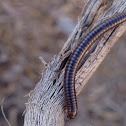 Garden millipede