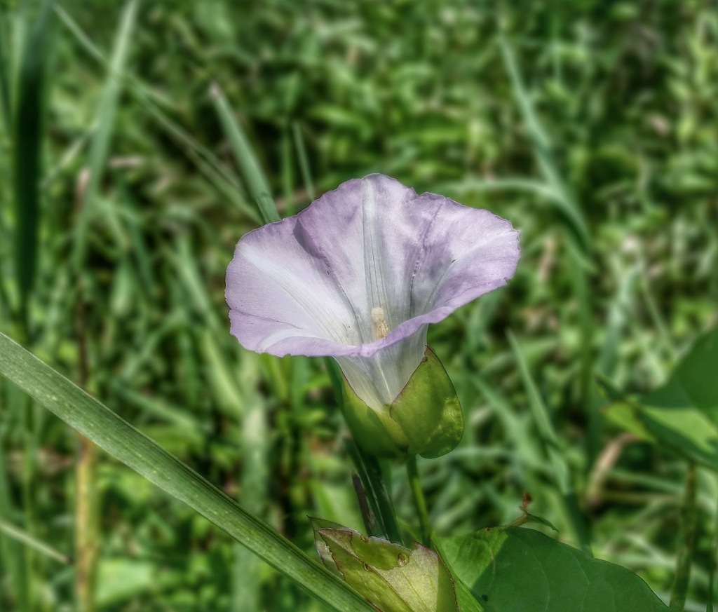 Hedge Bindweed