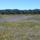 Common Camas