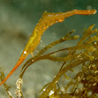 Occelated Sawblade Shrimp