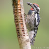 Red-naped sapsucker