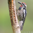 Red-naped sapsucker