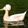 Crested duck