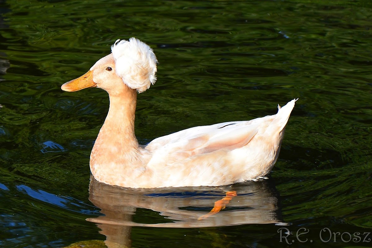 Crested duck