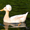 Crested duck