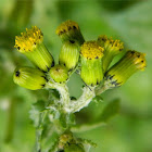 Groundsel