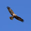 Western Marsh Harrier