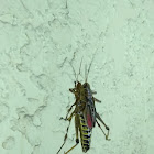 Eastern Lubber Grasshopper