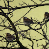 Fieldfare