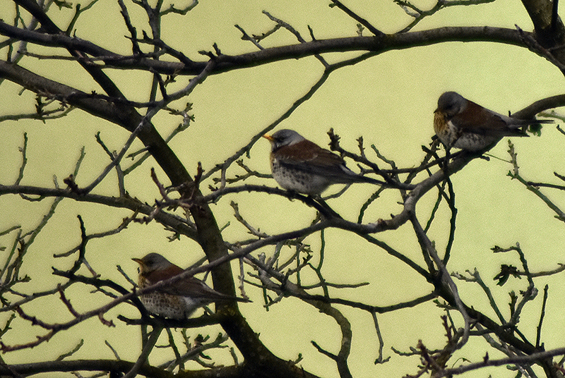 Fieldfare