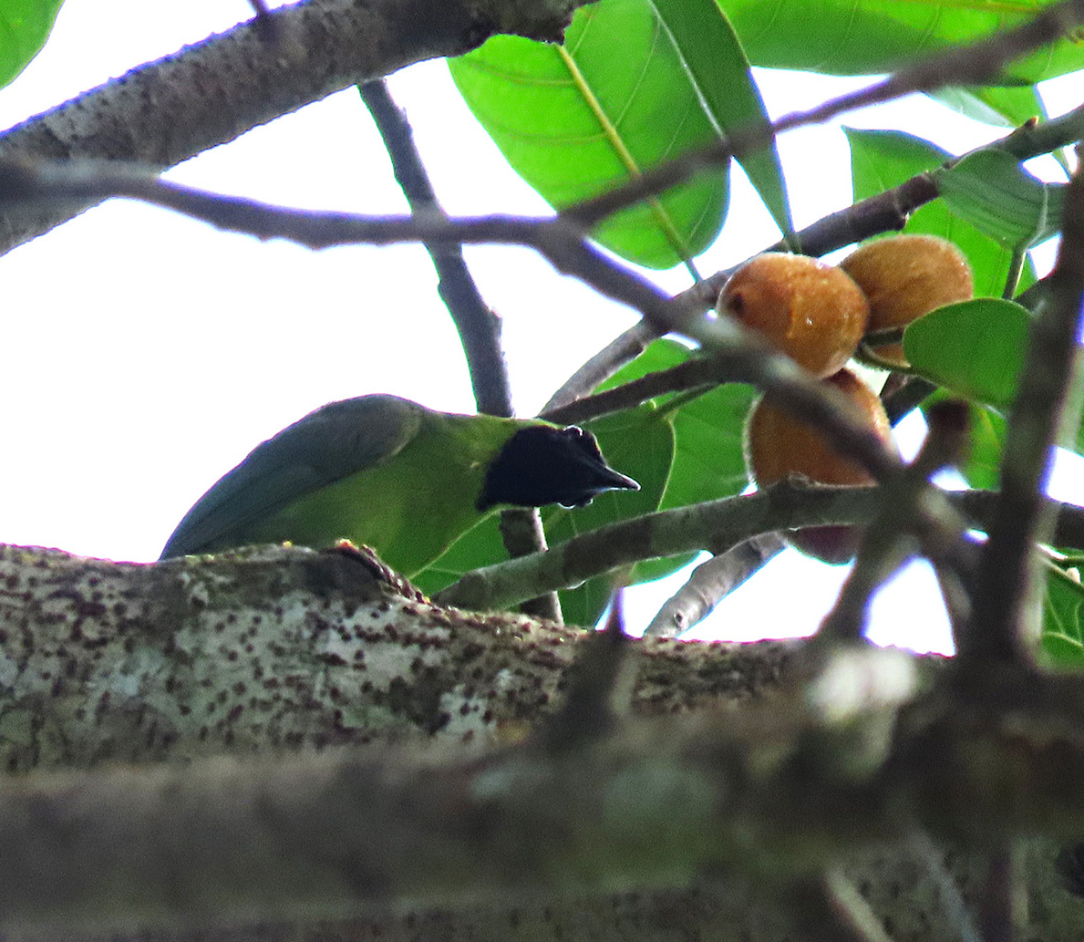 Greater Green Leafbird (male)