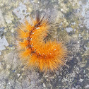 Caterpillar