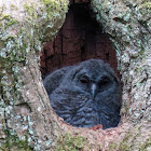 Tawny owl