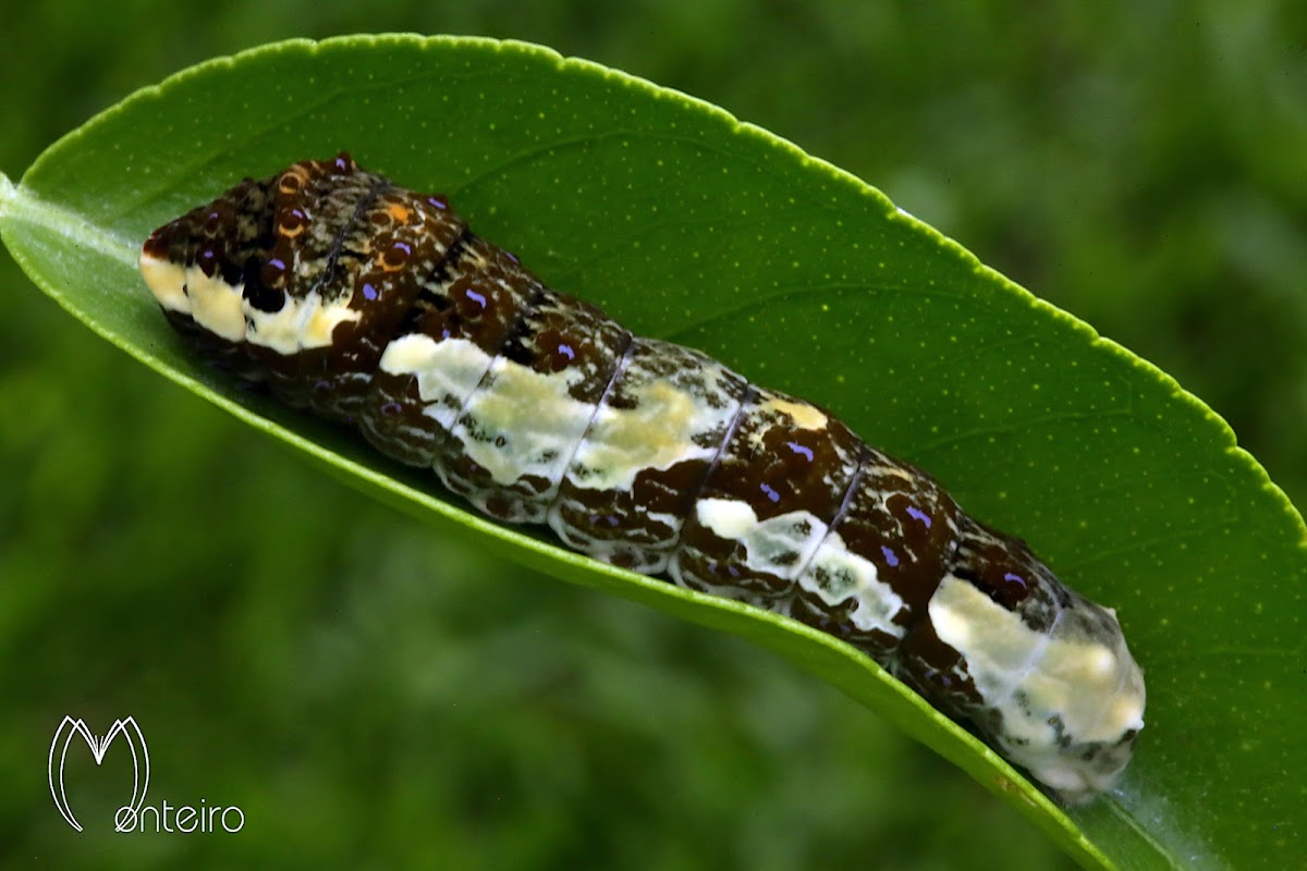 Heraclides caterpillar