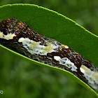 Heraclides caterpillar