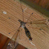 Large Crane Fly