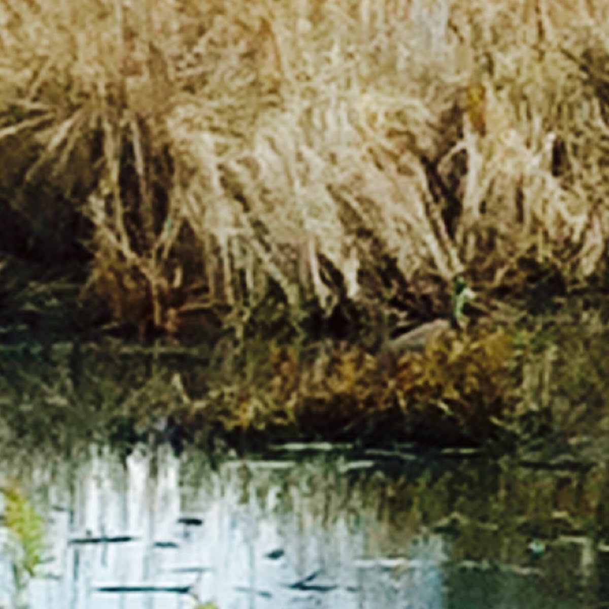 Great blue heron