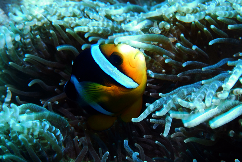 Clark's anemonefish