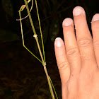 Stick Insect, Phasmid - Male