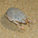 Pacific Mole Crab