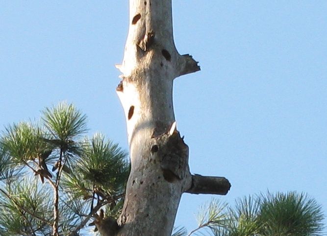 Old Woodpecker Tracks