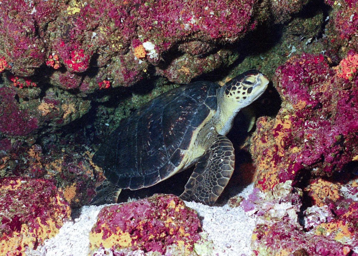 Galapagos Sea Turtle