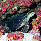 Galapagos Sea Turtle