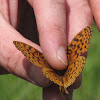 Great Spangled Fritillary